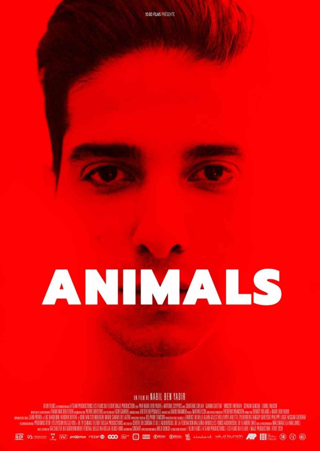 animals