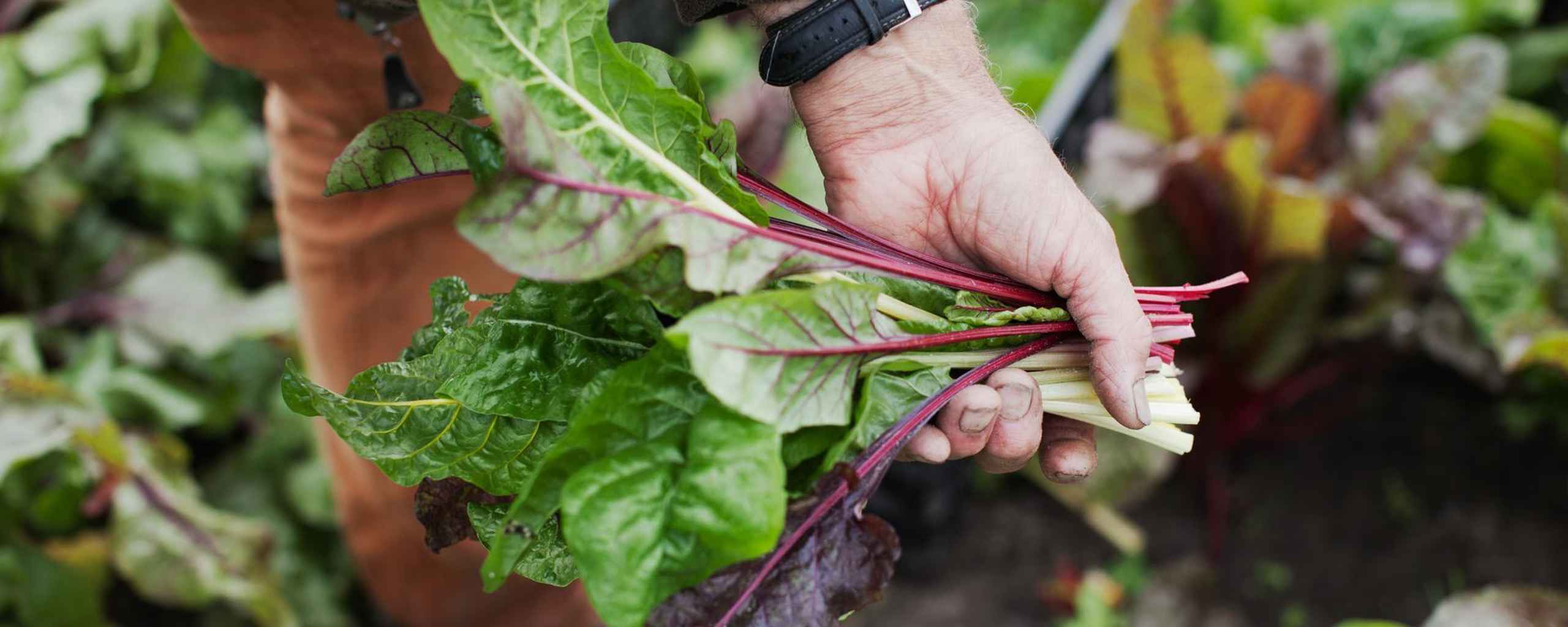 Een hand houdt een bos verse bladeren vast die net uit de moestuin zijn gehaald.