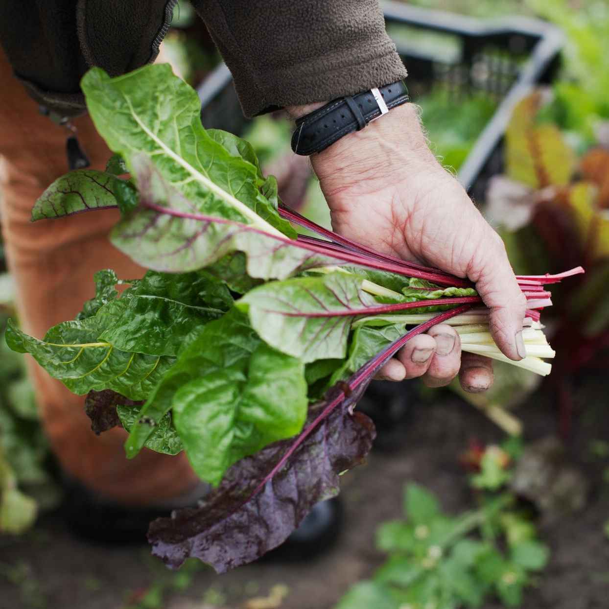 Een hand houdt een bos verse bladeren vast die net uit de moestuin zijn gehaald.