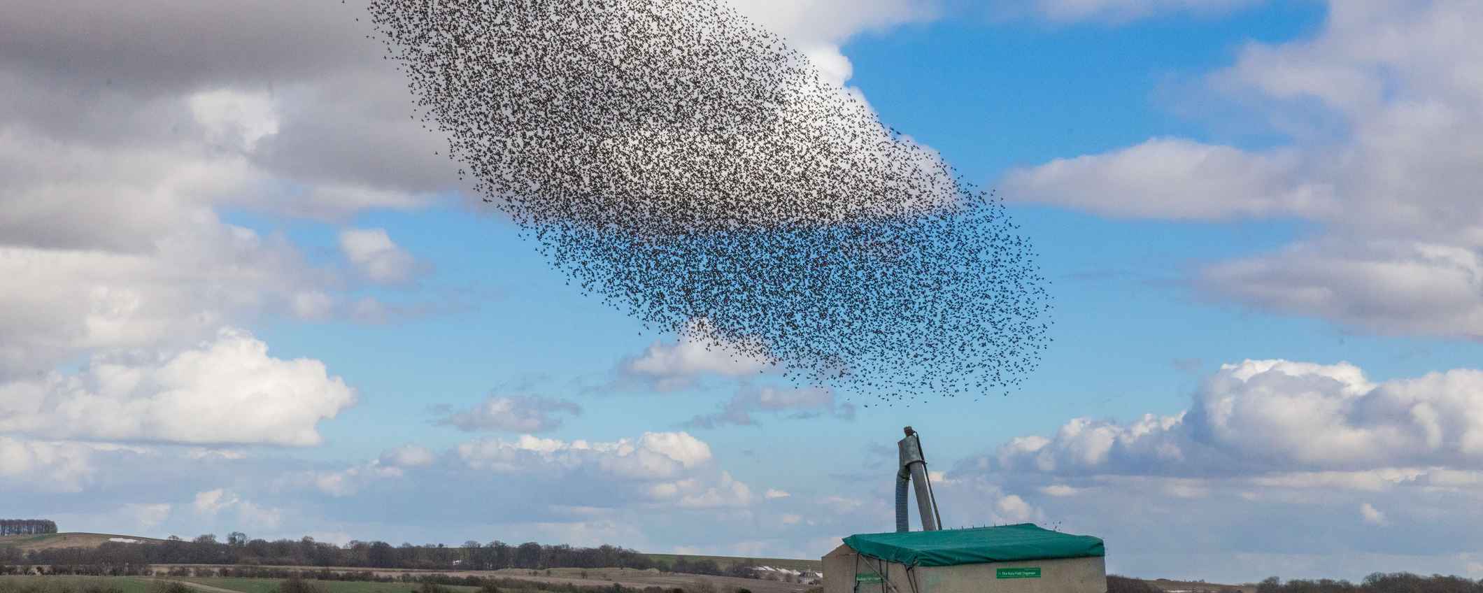 Een grote groep vogels vliegt in een dichte zwerm door de lucht boven een open veld.