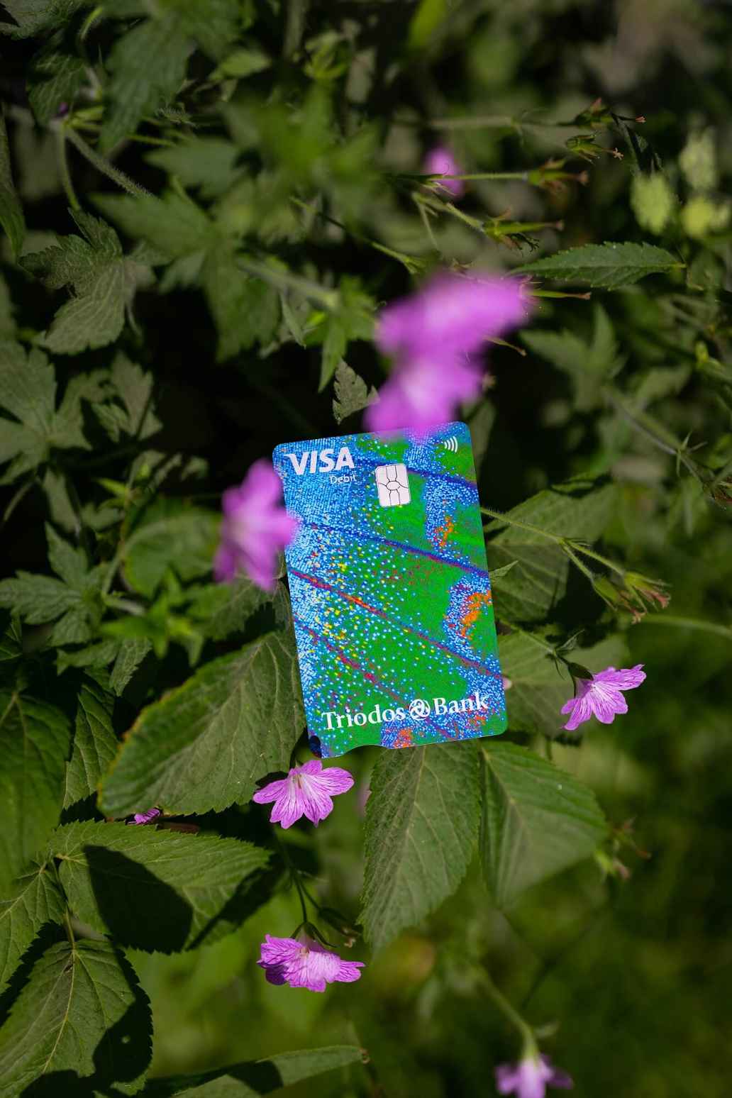 Een Triodos Betaalpas ligt tussen groene bladeren en paarse bloemen.