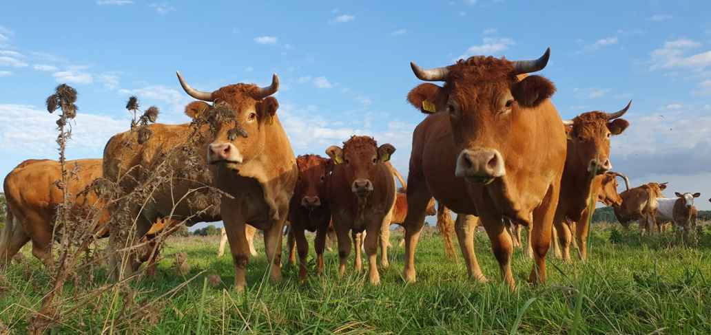 Koeien op de biodynamische boerderij De Zonneboeg in Flevoland
